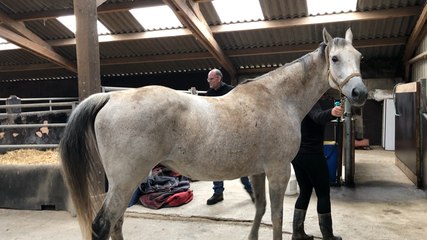 Les visites du véto des chevaux