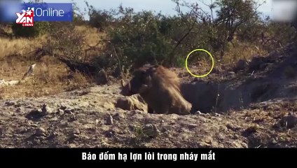 Báo đốm hạ lợn lòi trong nháy mắt