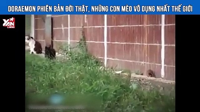 Doraemon phiên bản đời thật, những con mèo vô dụng nhất thế giới [2]