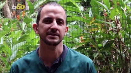 Too Cute! It’s Feeding Time for This Fluffy Newborn Harpy Eagle