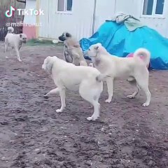 AKBAS COBAN KOPEKLERi ve KANGAL - AKBASH SHEPHERD DOG and KANGAL DOG