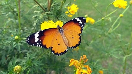 natural life birds / lock down is very important thime / best natural beauty / korona se sudhre bure halat