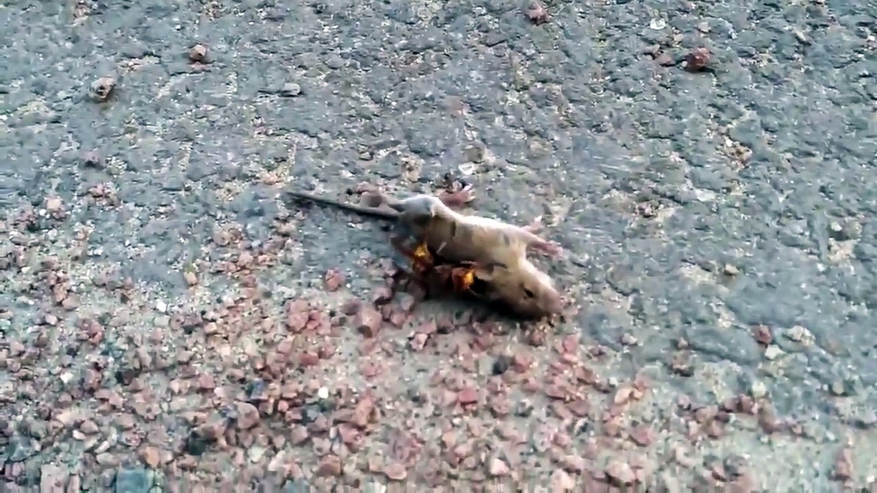 Un frelon asiatique s'attaque à une souri