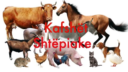 Kafshet shtepiake per femije ne shqip