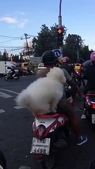 Télécharger la video: Ce chien à moto est le passager parfait... Tellement drôle