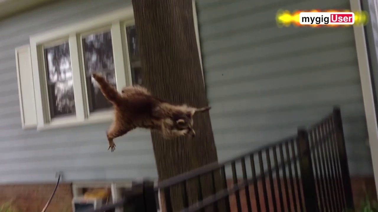 Ce raton laveur fait une prise de catch à un chien