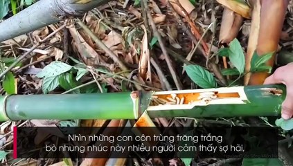 Sinh vật lạ trong ống tre được dân địa phương coi như của quý