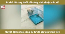 Bị chó dữ truy đuổi tới cùng, chú chuột xấu số quyết định nhảy sông tự tử để giữ gìn trinh tiết