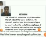 Structure and function of Stomach and Gastric juice secretions shape of stomach and parts of stomach and Anatomy of stomach and physiology and Functions of the stomach for all competitive exams