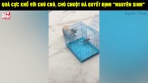 Bị chó dữ truy đuổi tới cùng, chuột con nhảy sông