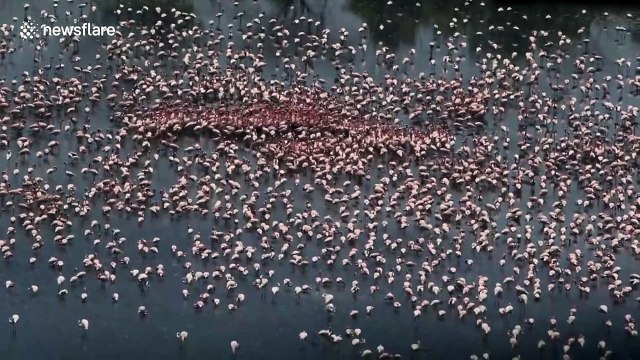 Thousands of flamingos continue to gather on Indian lake amid lockdown