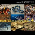 Top 10 poisonous snakes in the world | most venomous snakes | most dangerous snakes | poisonous snakes in the world