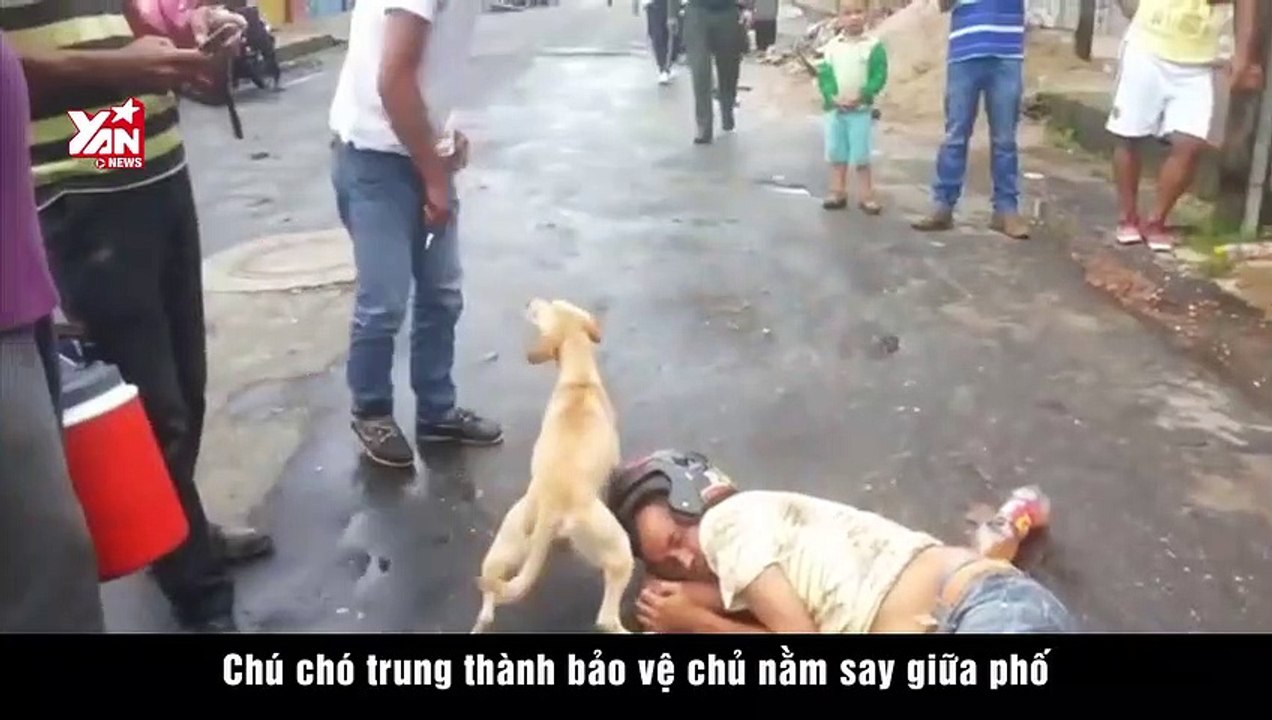Chú chó trung thành bảo vệ chủ nằm say giữa phố