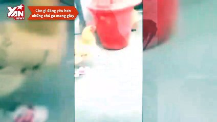 Đi lon ton trong chân có con gà nó mang giày