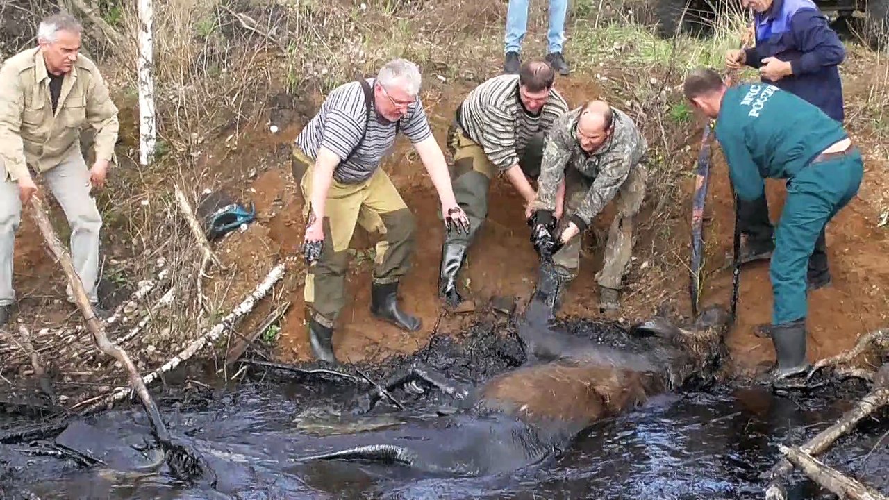 Moose Saved from a Sticky Situation