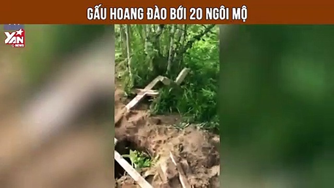 Bí ẩn hơn 20 ngôi mộ vừa được mai táng đã bị gấu hoang đào bới bung bét