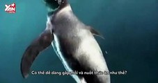 Chim cánh cụt -  Bạn có biết?