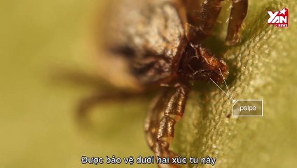 Ve săn mồi và hút máu