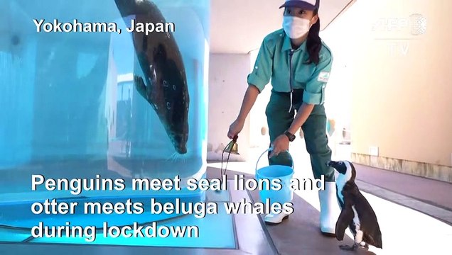 Japan aquarium holds inter-species meet-ups during coronavirus crisis