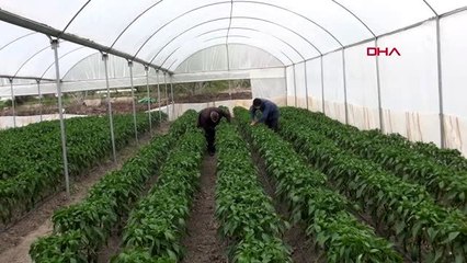 Niğde'de devlet desteğiyle kurduğu serada üretimi sürdürüyor