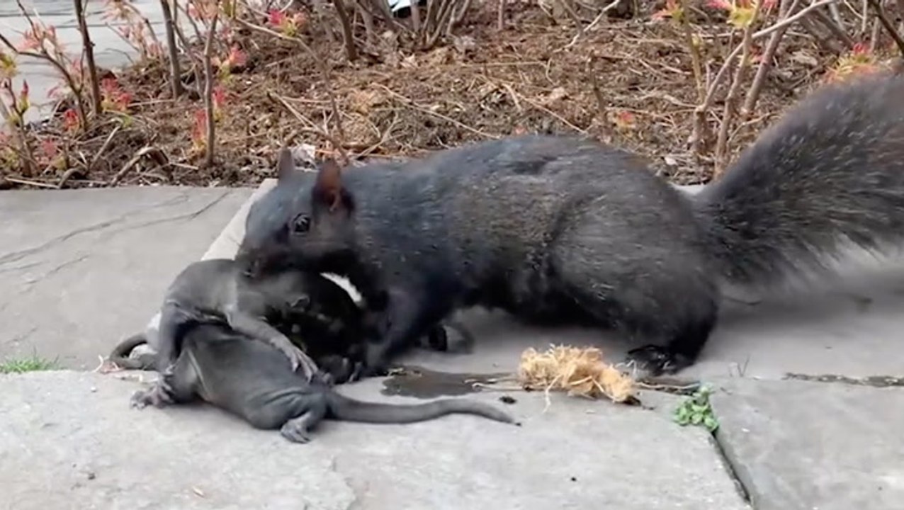 Rescuers Help Family Of Squirrels Find New Home