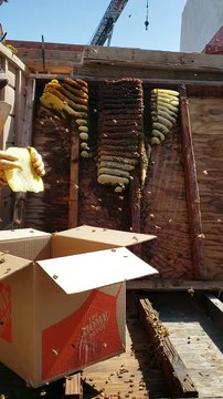 Live Bee Removal Hyperlapse of 1-Year-Old Hive