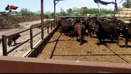 Pozzuoli (NA) - Liquami di bufale direttamente in mare (08.05.20)