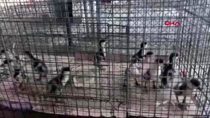 Kedi saldırısından kurtarılan Angut kuşları doğaya salındı