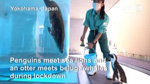 Japan aquarium holds inter-species meet-ups during coronavirus crisis