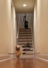 Cat Crushes Quarantine Workout Routine