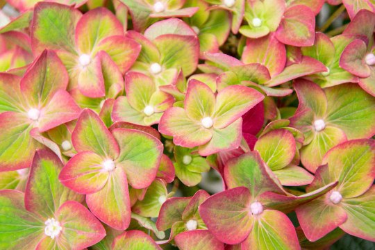This ‘Pistachio’ Hydrangea Has the Prettiest Multi-Color Blooms