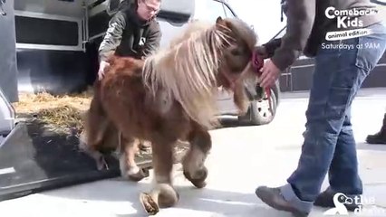 PONY ANIMAL Neglected Pony Hooves Were So Long He Couldn't Walk The Dodo Comeback Kids S01E03