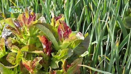 [하모니] 시골살이가 좋아! 몽골댁 서영 씨 - 2부