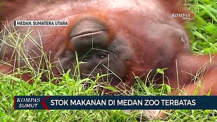 Stok Makanan Di Medan Zoo Terbatas