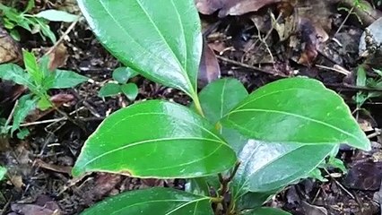 CANELA Propiedades medicinales: Controla el colesterol, Estimula la mente, Dolor de cabeza, Anemia