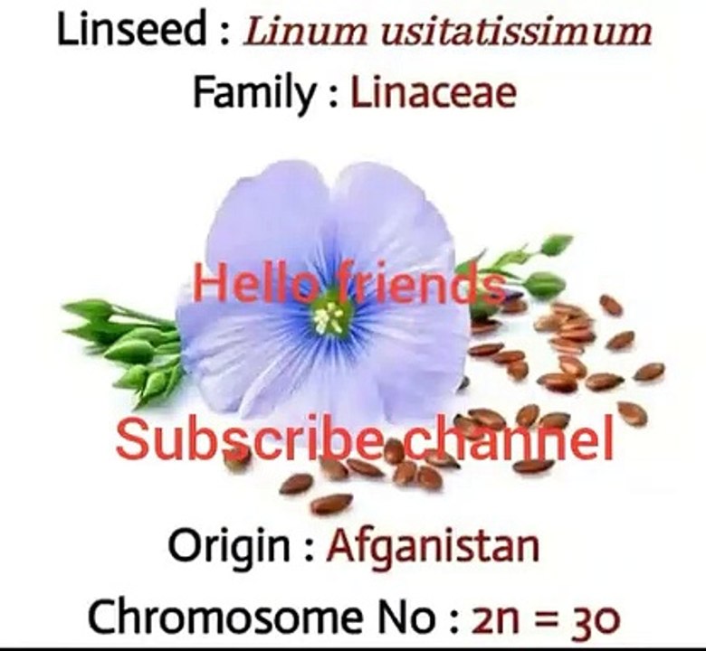 Linseeds:-linum usitatissimum Family :- linaceae