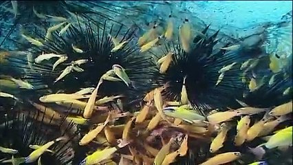 Animaux trop Humains : Entraide Animale (Documentaire)
