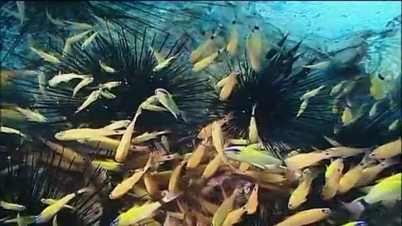 Animaux trop Humains : Entraide Animale (Documentaire)