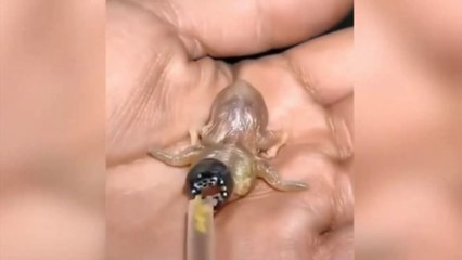 People freaked out by 'alien-like' animal's markings as it feeds from straw