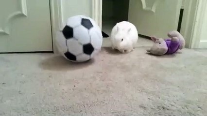 Funny Bunny- A bunny playing soccer.