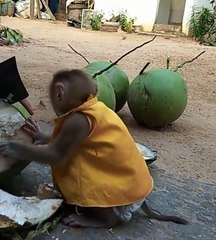 How a baby Monkey drink Coconut water _ একটি শিশু বানর কীভাবে নারকেল পানি পান করে