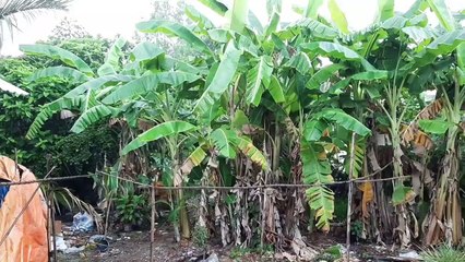 Chảo Mì Cay Ngày Mưa - Trong Những Ngày Dịch Covid - 19