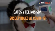 Gatos y felinos son susceptibles al COVID-19