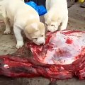 ALABAY COBAN KOPEKLERi YAVRULARINA BUYUK PORSiYON ET - ALABAi SHEPHERD DOG PUPiES MEATiNG EAT