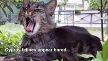 Cats of Cyprus 'bored' during coronavirus lockdown