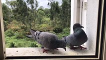 Hungry Pigeons eat food at home during Corona Virus Lockdown Part 1 corona animals Pigeon nature