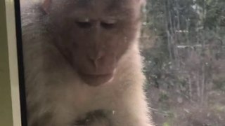 Please dont let Monkey Die of Hunger Part 1 wildlife monkey covid