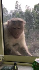 Please dont let Monkey Die of Hunger Part 1 wildlife monkey covid