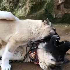 COBAN KOPEGi VS YAVRUSU - SHEPHERD DOG VS PUPPY