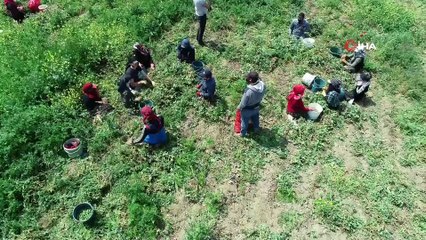 Virüse inat Çukurova'da üretim sürüyor